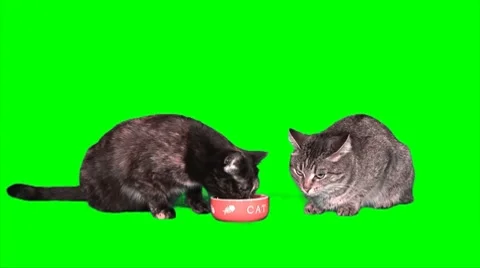 2 Cats 01 Stock Footage 8764414
