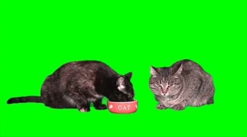 2 Cats 02 Stock Footage 8764493