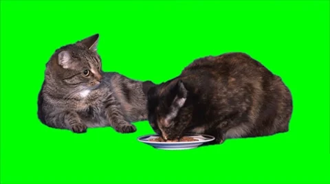 2 Cats 03 Video stock 8764470
