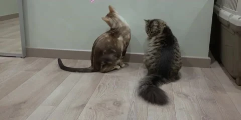 2 cats are interested in a laser pointer that is pointed at the wall Stock Footage 170325843