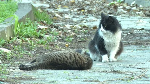 2 cats fighting and playing Stock Footage 228026298