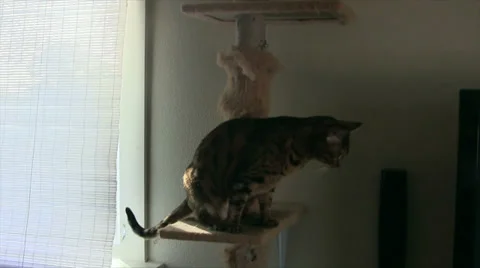 2 cats, one behind blind Stock Footage 34934066