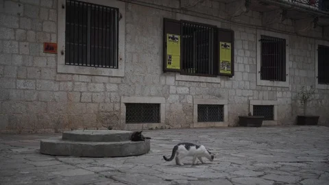 2 cats play with each other on the street old town of Kotor Montenegro Stock Footage 119061755