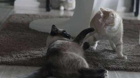 2 Cats Playing Fighting Clawing Stock Footage 86810127