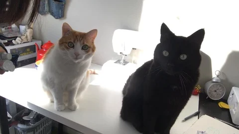 2 cats watching you Stock Footage 126423225