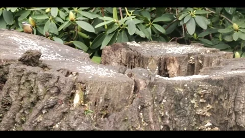 2 Chaffinchs on tree stump feeding on the seeds at Clumber Park Stock Footage 284761486