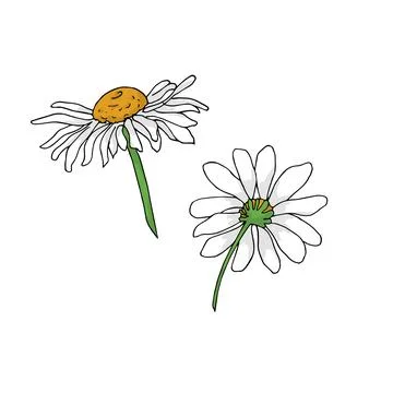 2 chamomile flowers Stock Illustration