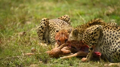 2 Cheetahs eats meat in the African Savannah Stock Footage 331201462