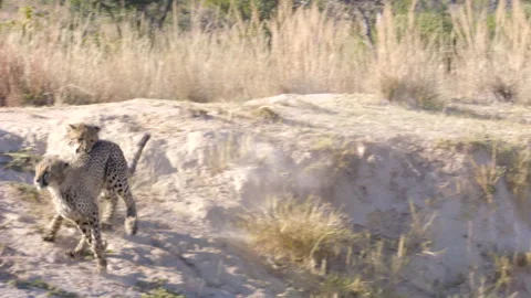 2 Cheetahs Playing and Fighting While Chasing on Dusty hillside Stock Footage 277002730