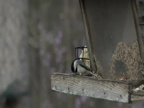 2 Chickadees Vidéo 373546