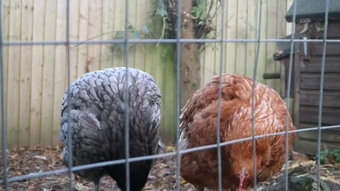 2 Chickens on a perch Video stock 105826615