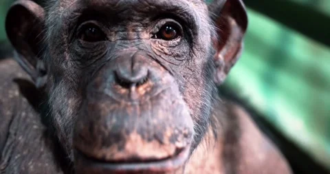 2 chimpanzee face shot up close Vídeos de archivo 172221071