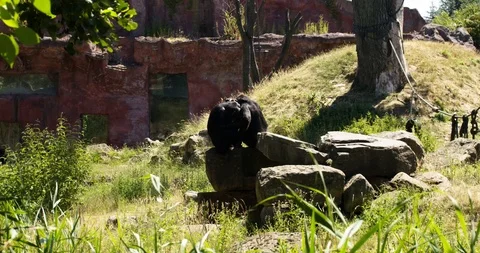 2 chimpanzees hugging Stock Footage 101526356