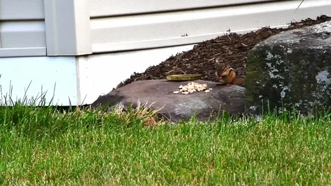 2 Chipmunk eating peanuts and running away Stock Footage 243383026