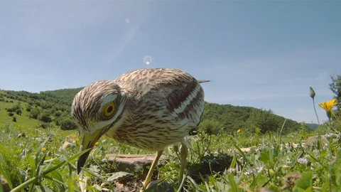 2 clip Eurasian stone curlew (Burhinus oedicnemus) sits on the nest Video stock 128172233