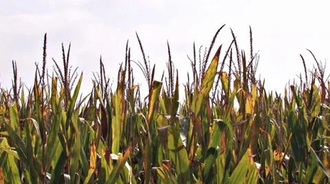 2 Clip Series of Corn Field Ready for Harvest Video stock 31151524