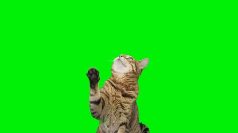 2 clips of Bengal cat sitting looking up, raising up his paw on green screen Vídeo Stock 250562998