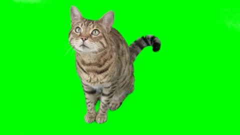 2 clips of Bengal cat sitting looking up, raising up his paw on green screen Vidéo 254292662