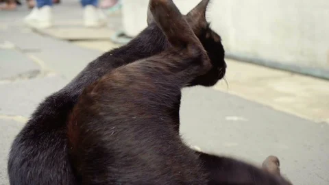 2 Clips - Black Cat Grooming While Laying Down in Urban Environment Stock Footage 101505210