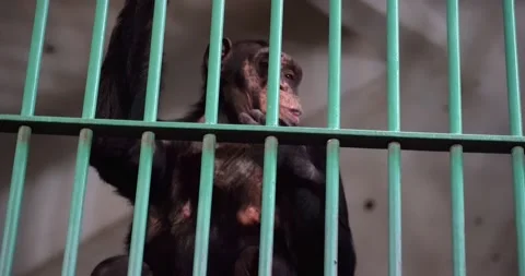 2 a closed chimpanzee monkey behind metal grilles indoors and looking sadly 스톡 동영상 172220910