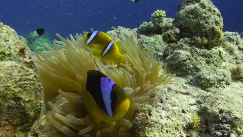 2 Clownfish (blue background) Stock Footage 263030454
