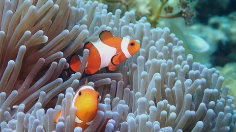 2 clownfish in slow motion Stock Footage 112535225