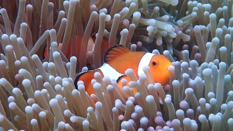 2 clownfish in slow motion Stock Footage 114193514
