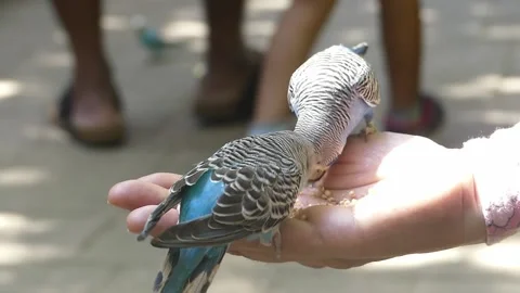 2 Colourful canary bitd feed on a womans palm. Stock Footage 155591655