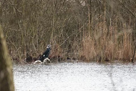2 cormorants standing side by side on a branch on the shore of a lake Stock Photos