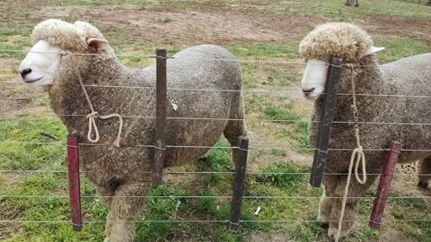 2 Corriedale sheep tied to a wire fence during an exhibition 4K footage 60fps Stock Footage 287748080