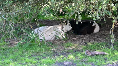 2 cow heifers lying on the ground under some trees Stock Footage 135602568