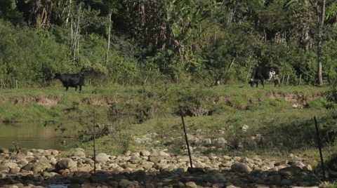 2 cows / cattle by the river 스톡 동영상 42230687