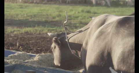 2 Cows eating straw Stock Footage 133610193
