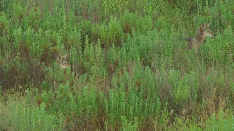 2 Coyotes In High Brush Stock Footage 203978035