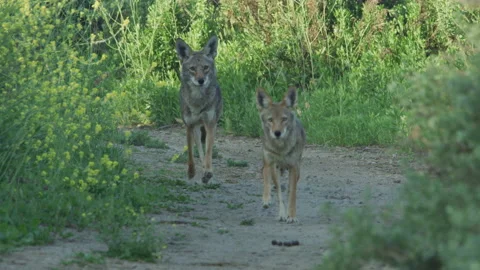 2 Coyotes in Slow Motion Run into Frame Close Up Stock Footage 203980100