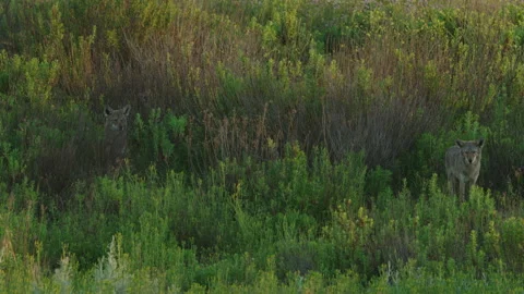 2 Coyotes Standing in High Brush Slow Mo Stock Footage 203980462