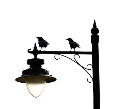 2 crows against the light Stock-Fotos