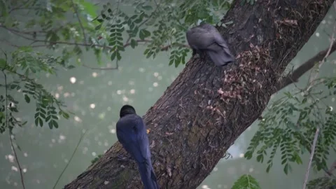 2 Crows eating and cleaning their beaks Stock Footage 152636350