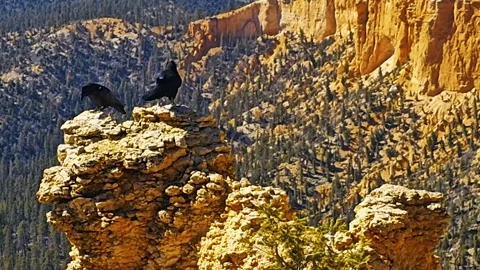 2 crows on rocky pinnacle-tilt-pan to red rock cliffs Stock Footage 335239130