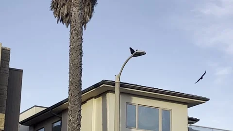 2 Crows on Streetlight Stock Footage 225755692