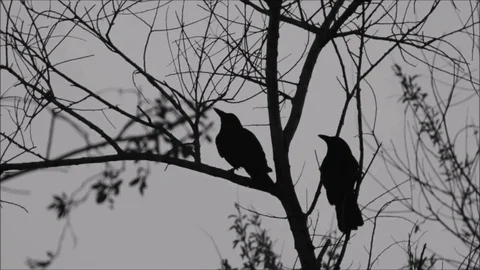 2 Crows in a Tree Silhouette Stock Footage 76203199