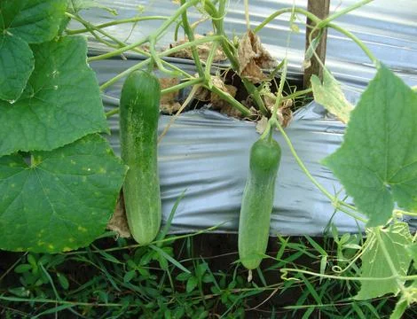 2 cucumber  스톡 사진