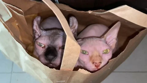 2 cute cats climbed into a paper bag. Stock Footage 237883452