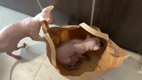 2 cute cats. One Elf cat climbed into a paper bag. Video stock 237883456