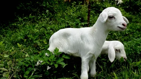 2 cute goats Video stock 229603719