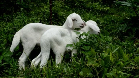 2 cute goats playing together Stock Footage 229603732