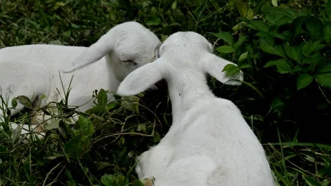 2 cute goats  together Video stock 229603736