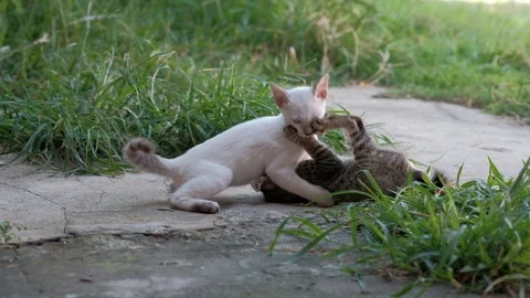 2 cute kittens are playing together with fun	 Stock Footage 111884702