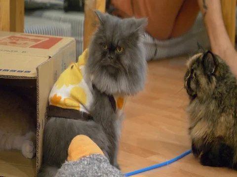 2 cute persian cats Video stock 83407322