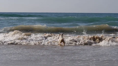 2 Cute white pet dog play running in shallow ocean beach waterline Stock-Footage 100333780